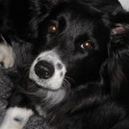 Blanding af racer Sasha