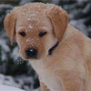 Labrador retriever Buddy