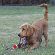 Cocker spaniel Pax