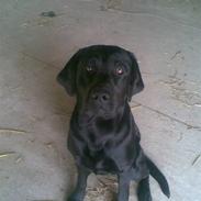 Labrador retriever Bongo