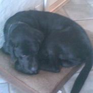 Labrador retriever Bongo