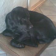 Labrador retriever Bongo