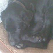 Labrador retriever Bongo