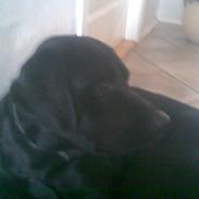 Labrador retriever Bongo