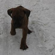 Rhodesian ridgeback Charlie