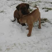 Rhodesian ridgeback Charlie