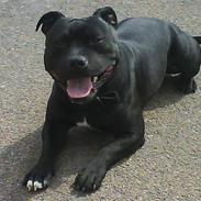 Staffordshire bull terrier Elvis  *R.I.P*