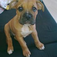 Blanding af racer Bordeaux