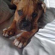 Blanding af racer Bordeaux