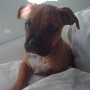 Blanding af racer Bordeaux