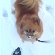 Pomeranian RIP Trikkie <3 2002 -2012