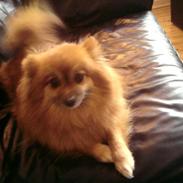 Pomeranian RIP Trikkie <3 2002 -2012