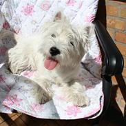 West highland white terrier Whisky