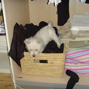 West highland white terrier Whisky