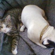 Fransk bulldog Tjavs *Himmelprins*