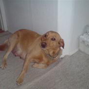Labrador retriever Ronja