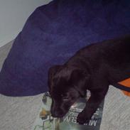 Labrador retriever Ronja