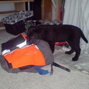 Labrador retriever Ronja