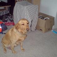 Labrador retriever Ronja