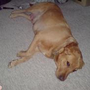 Labrador retriever Ronja