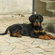Rottweiler Aslan