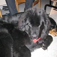 Newfoundlænder Candy