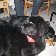 Newfoundlænder Candy