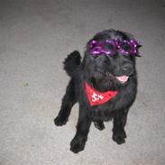 Newfoundlænder Candy