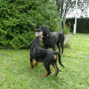 Rottweiler Aslan