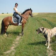 Kangal Sivas