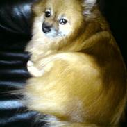 Pomeranian RIP Trikkie <3 2002 -2012