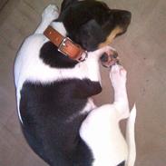 Dansk svensk gaardhund Lili