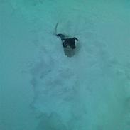 Dansk svensk gaardhund Lili