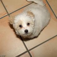 Coton de tulear Molly(Godt`s coton Honney