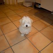 Coton de tulear Molly(Godt`s coton Honney