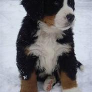 Berner sennenhund Lucas