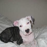 Amerikansk staffordshire terrier Gucci