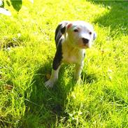 Amerikansk staffordshire terrier Gucci