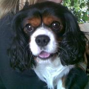 Cavalier king charles spaniel Birkedal Å du Mille Mulle