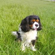 Cavalier king charles spaniel Birkedal Å du Mille Mulle
