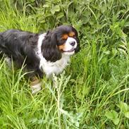 Cavalier king charles spaniel Birkedal Å du Mille Mulle