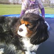 Cavalier king charles spaniel Birkedal Å du Mille Mulle