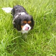 Cavalier king charles spaniel Birkedal Å du Mille Mulle