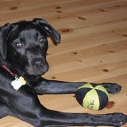 Blanding af racer Malou