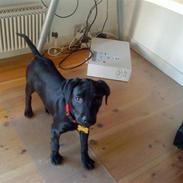 Blanding af racer Malou