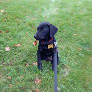 Blanding af racer Malou