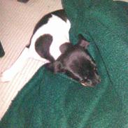 Dansk svensk gaardhund Lili