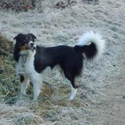 Border collie Speedy ( RIP desværre blevet aflivet i 2012 )