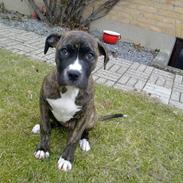 Blanding af racer Moncheri <3