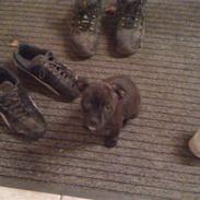 Staffordshire bull terrier Tessie